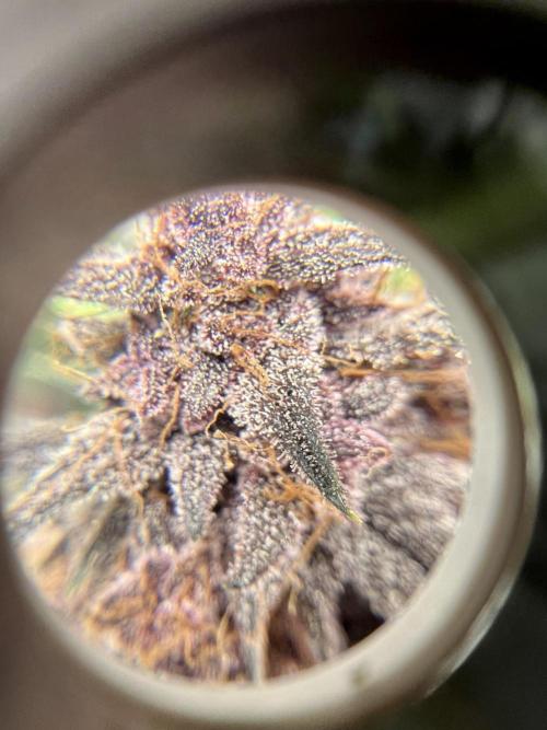 Purple Lemon 🍋. Week 10