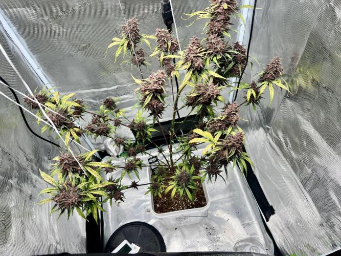 Purple Lemon 🍋. Week 11