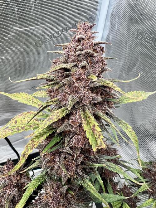 Purple Lemon 🍋. Week 11