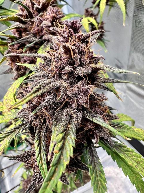 Purple Lemon 🍋. Week 11