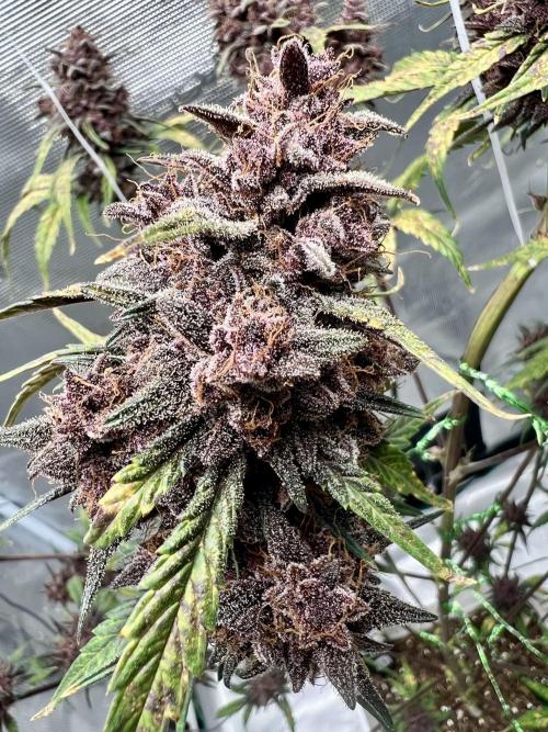 Purple Lemon 🍋. Week 11