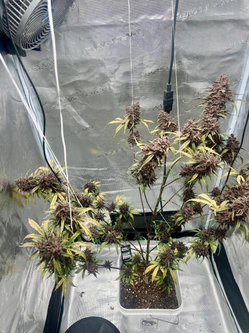 Purple Lemon 🍋. Week 12