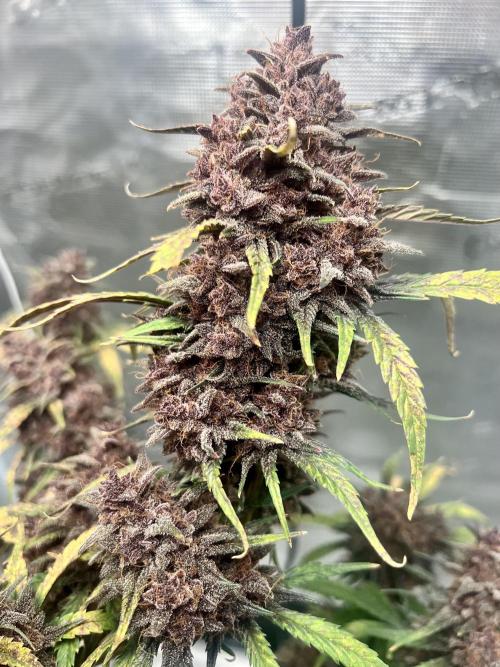 Purple Lemon 🍋. Week 12