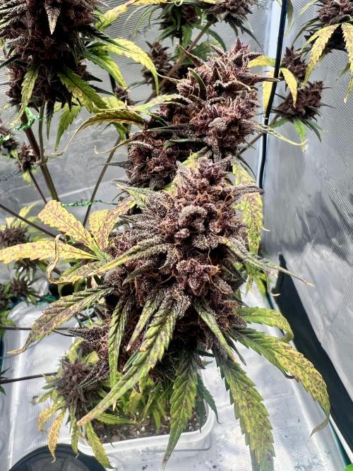 Purple Lemon 🍋. Week 12