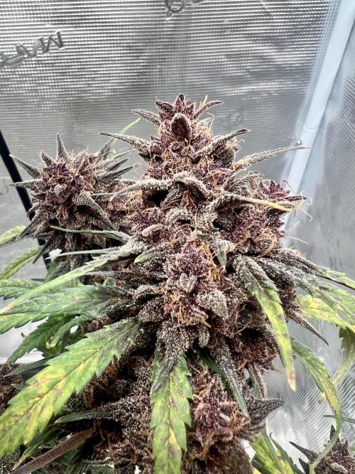 Purple Lemon 🍋. Week 12