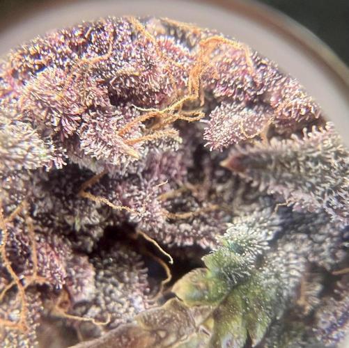 Purple Lemon 🍋. Week 12