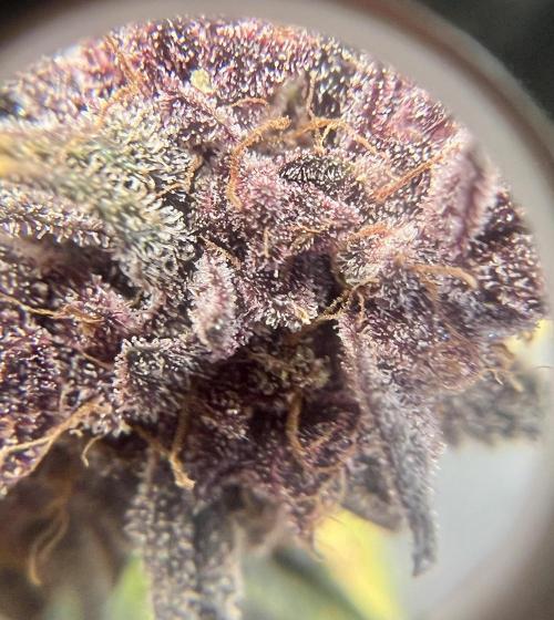 Purple Lemonade Auto. Week 12