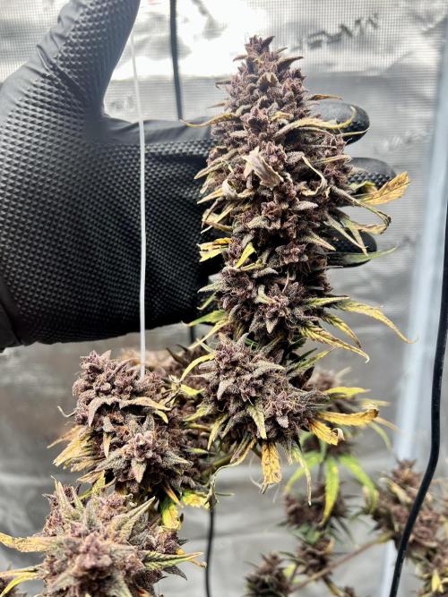 Purple Lemon 🍋. Week 13