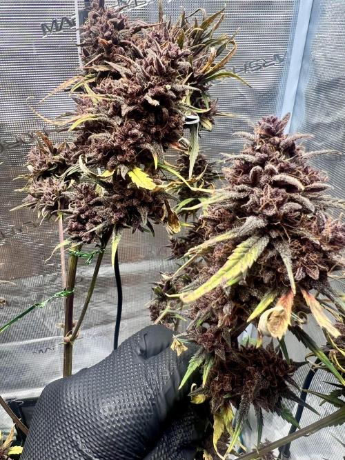 Purple Lemon 🍋. Week 13