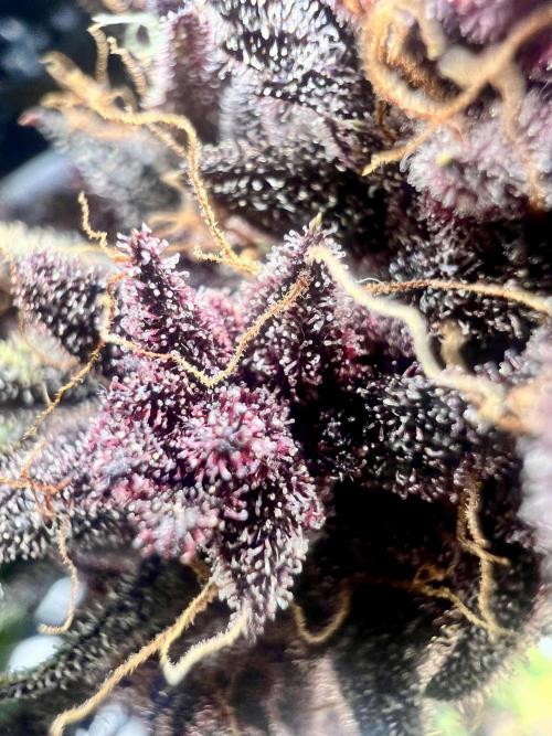 Purple Lemon 🍋. Week 13