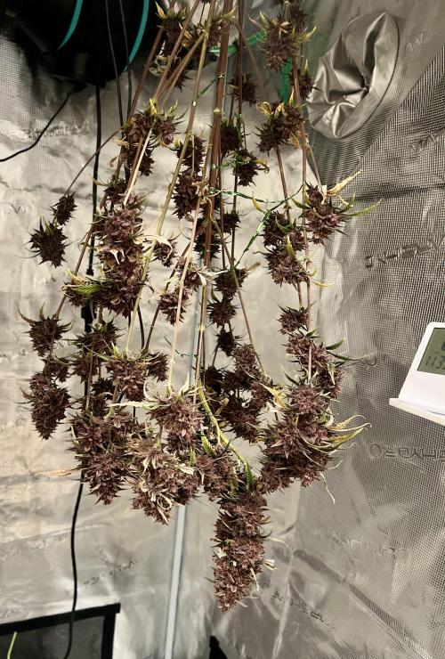 Purple Lemon 🍋. Week 13