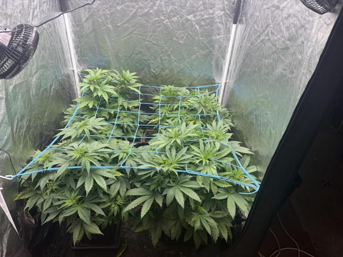 MothersMilk. Week 1 - Qqq