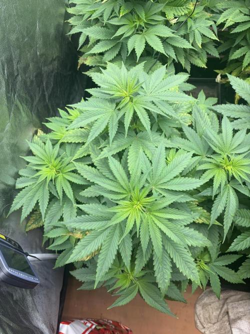 MothersMilk. Week 1 - 111