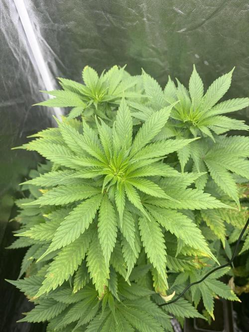 MothersMilk. Week 1 - Qqq