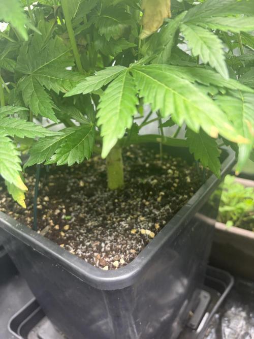 MothersMilk. Week 1 - Qqq