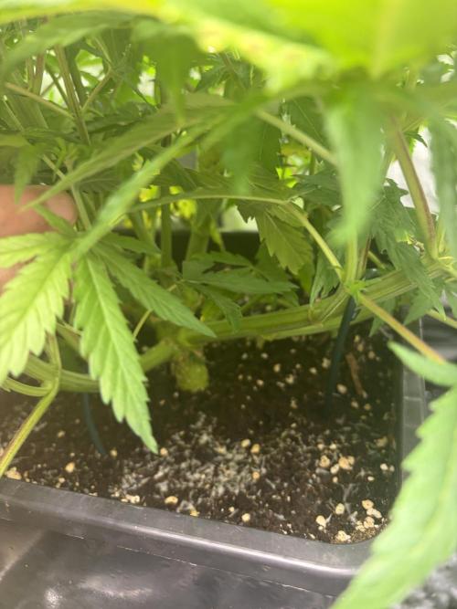 MothersMilk. Week 1 - Qqq