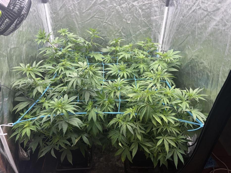 MothersMilk. Week 2