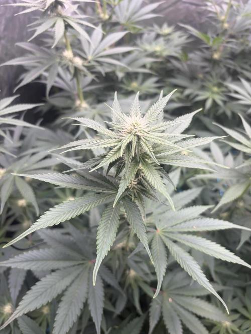 MothersMilk. Week 3