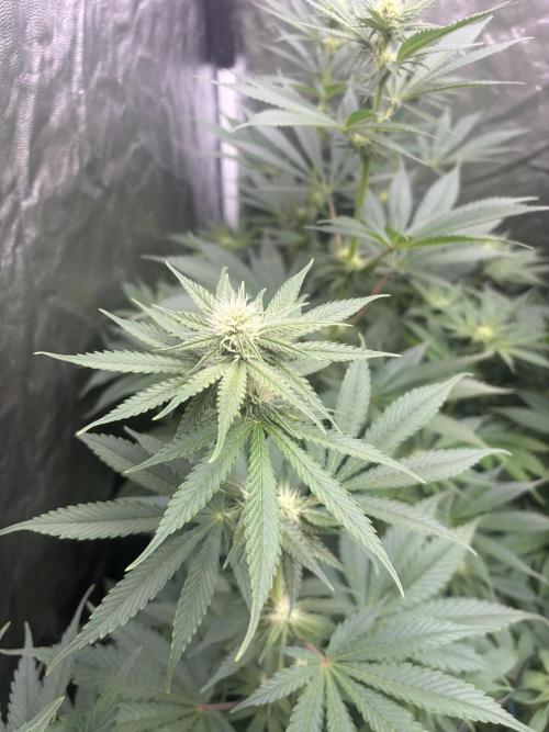 MothersMilk. Week 3