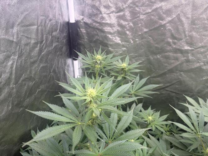 MothersMilk. Week 3