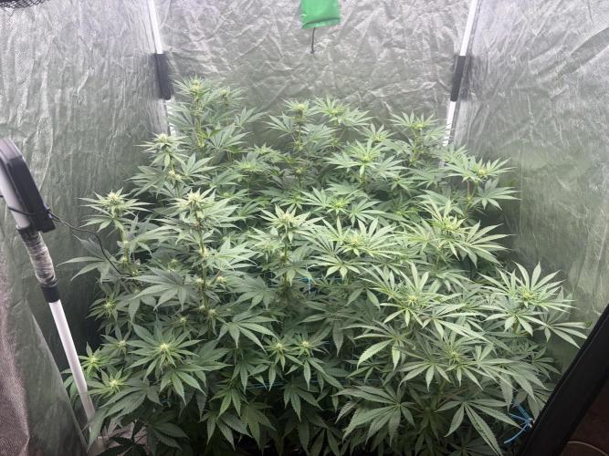 MothersMilk. Week 3