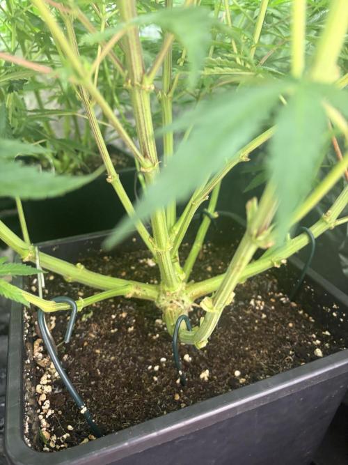MothersMilk. Week 3