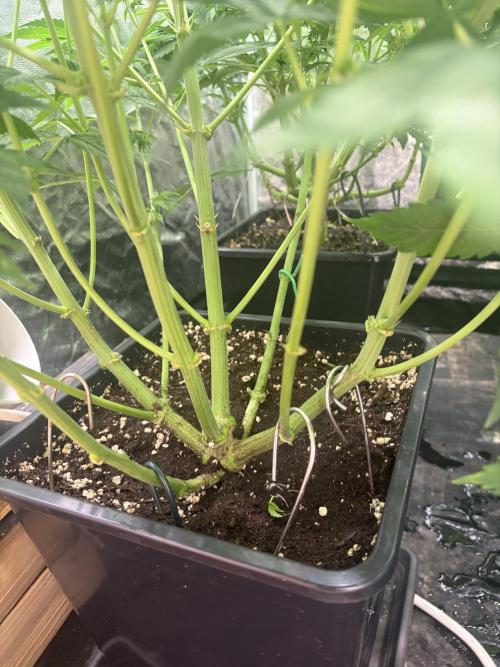 MothersMilk. Week 3
