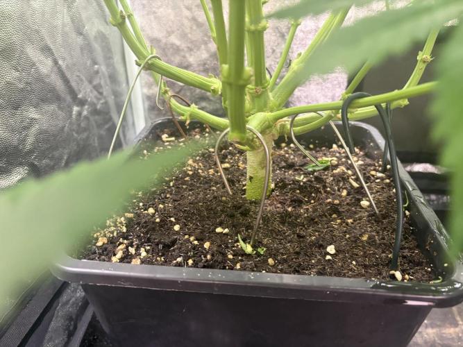 MothersMilk. Week 3