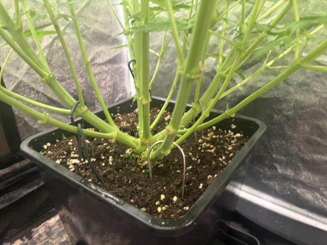 MothersMilk. Week 3
