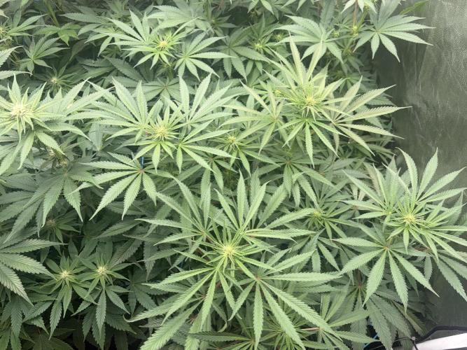 MothersMilk. Week 3