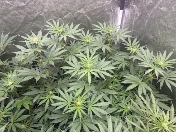 MothersMilk. Week 3