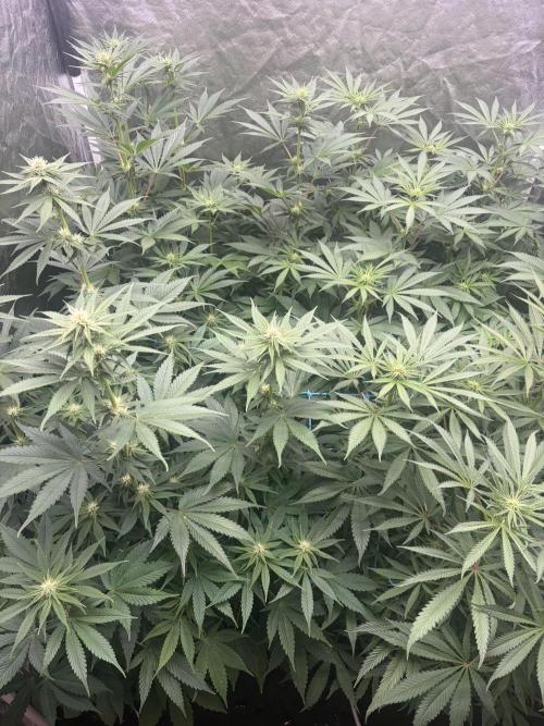 MothersMilk. Week 3