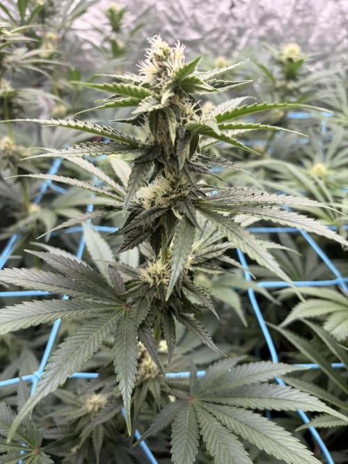 MothersMilk. Week 4