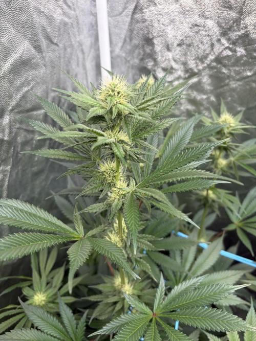 MothersMilk. Week 4