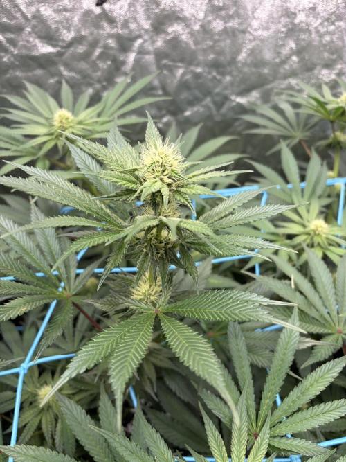 MothersMilk. Week 4