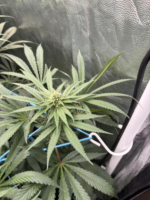 MothersMilk. Week 4