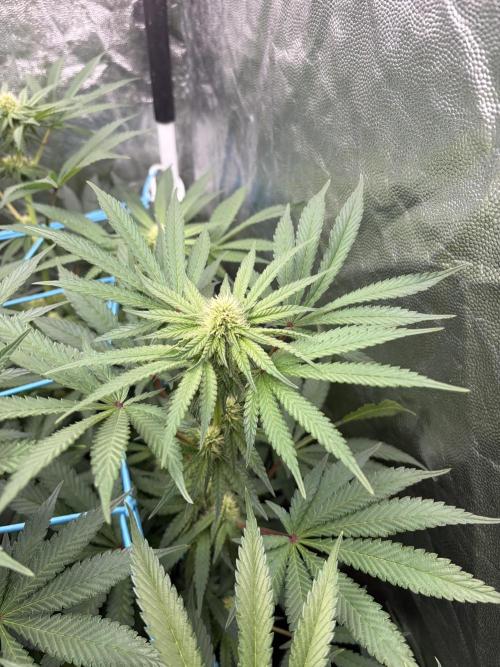 MothersMilk. Week 4