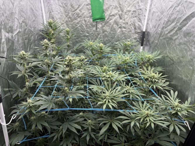 MothersMilk. Week 4