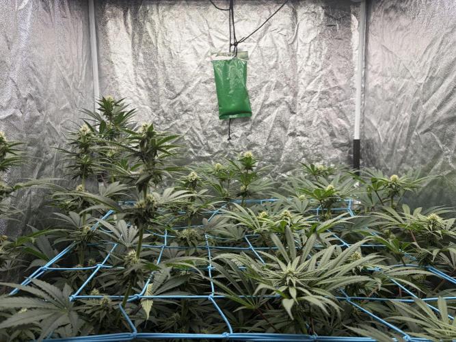 MothersMilk. Week 4