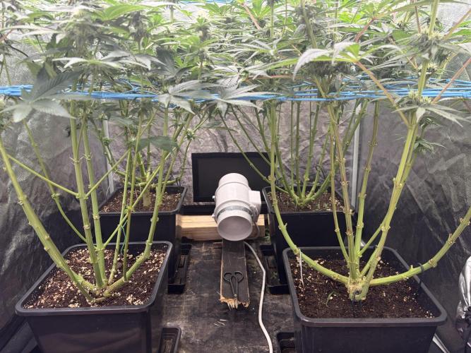 MothersMilk. Week 4