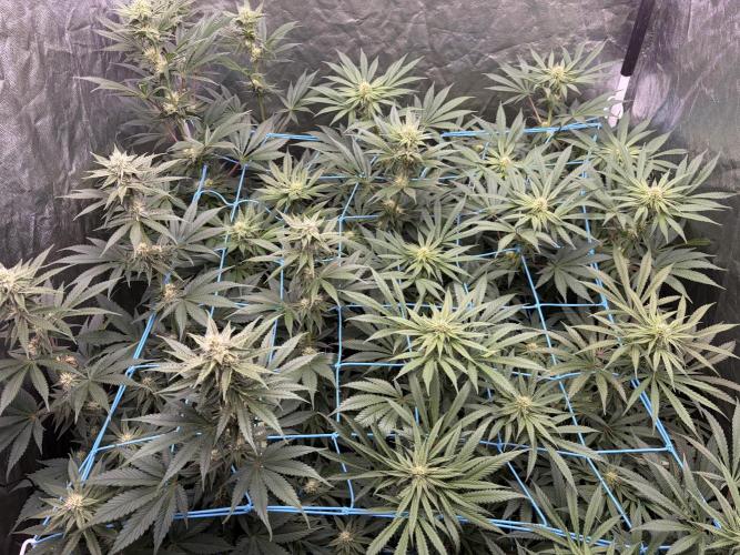 MothersMilk. Week 4