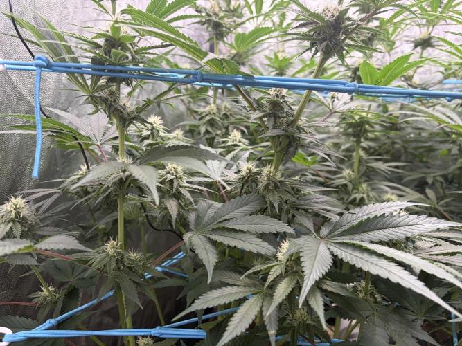 MothersMilk. Week 4