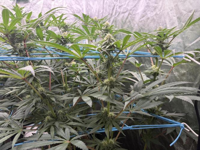 MothersMilk. Week 4