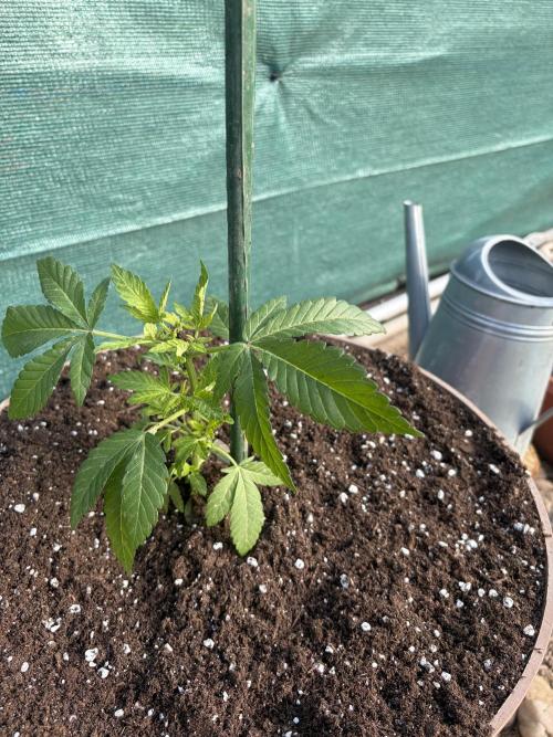 MothersMilk. Week 1