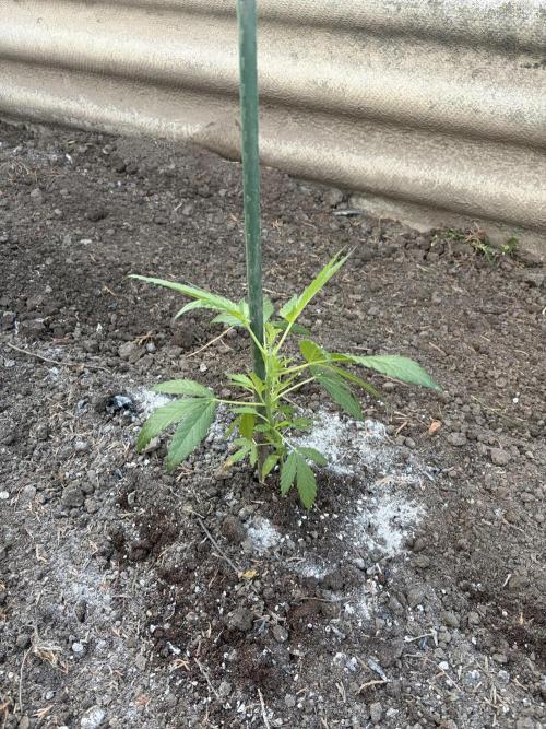 MothersMilk. Week 1