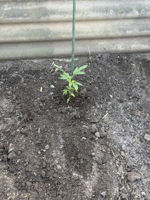 MothersMilk. Week 1