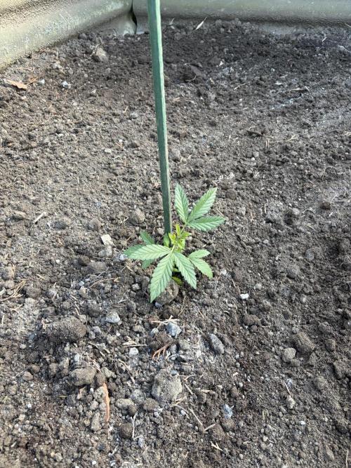 MothersMilk. Week 1