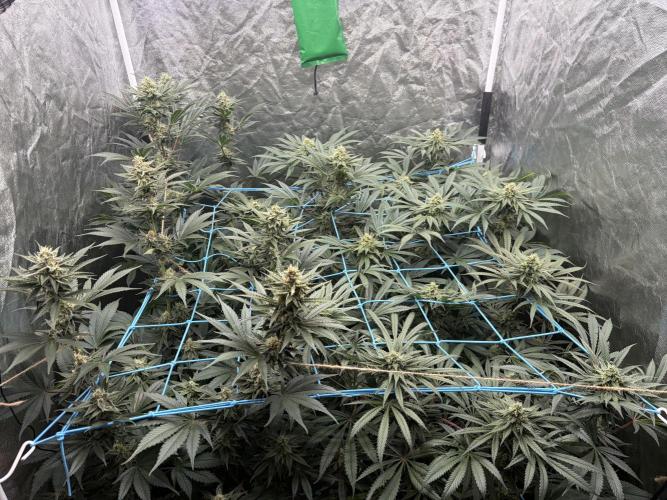 MothersMilk. Week 5