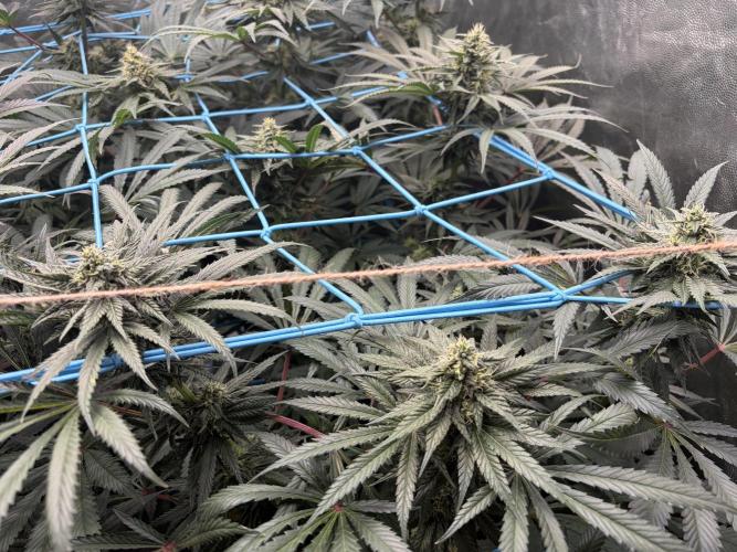 MothersMilk. Week 5