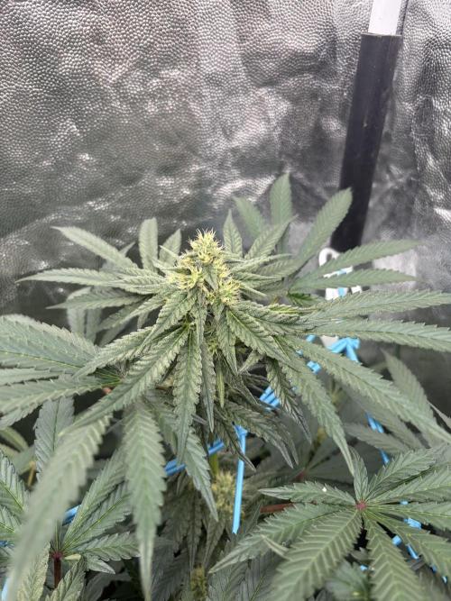 MothersMilk. Week 5